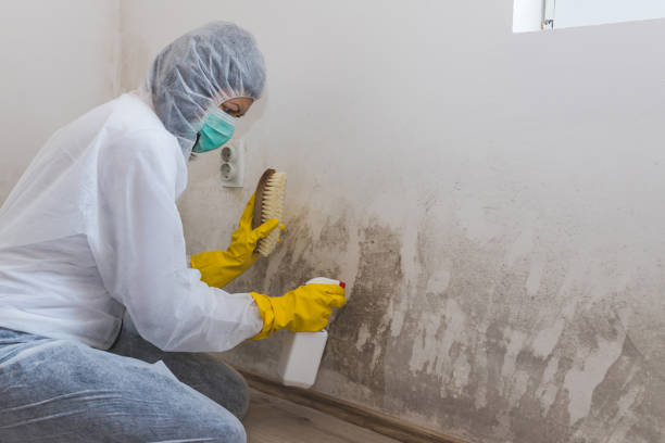 Professional Mold Removal in Church Hill, MD